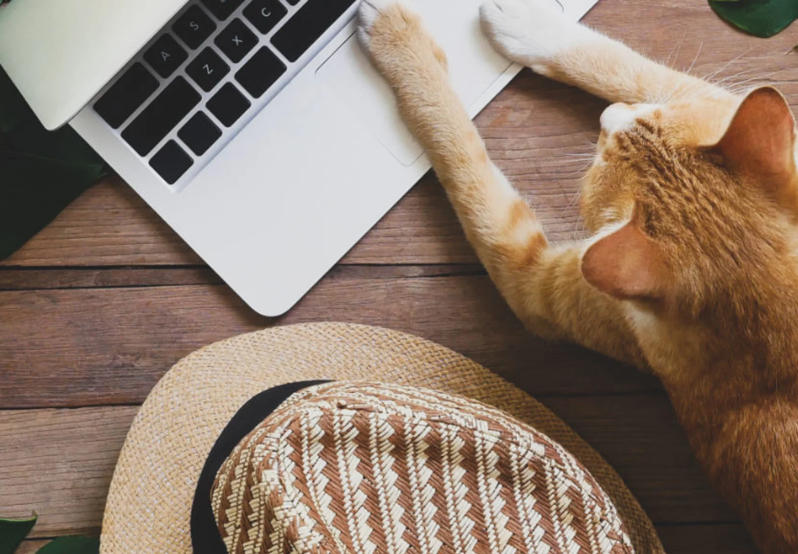 Orange cat laying on computer next to hat and leaves